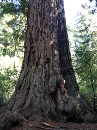 Without a reference, it's tough to appreciate just how big this tree is.