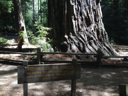 Mother of the Forest. One of the very tallest trees in Big Basin at 329'. And with that, the end of another great trail run in the middle of a business trip.