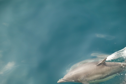 Beautiful animals. The fluid, efficient movement is awe inspiring.