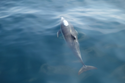 It's amazing how their blow hole opens for just a split second as they hit the surface, exhale their air, and breath in another gulp of air before heading back under.