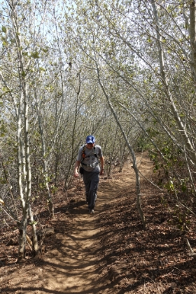 A nice tunnel through the trees.