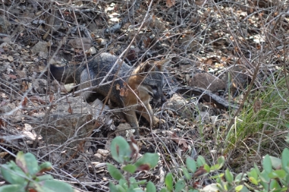 We were lucky enough to come across an Island Fox. These cute little guys are not much bigger than a house cat and exist only the Channel Islands.