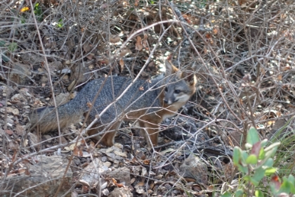 Each of the five islands has its own slightly different subspecies.