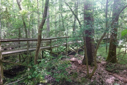 I really had no idea what to expect on the trail. I asked the ranger for some recommendations and then headed out. The trail starts on the boardwalk suspended a few feet off the ground. Congaree is a flood plain that is a few (to several) feet under water 10 times a year on average. It's basically a swamp that rises and recedes (and doesn't have gators). I timed it perfectly on a low water day.