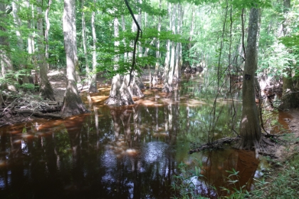 There are ponds of flood water everywhere. During a high water time, the entire loop trail would be under water.