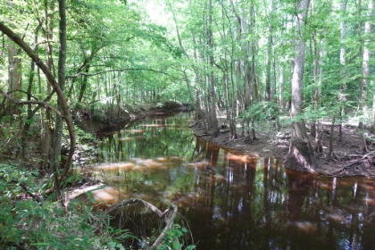 A river offshoot flowing through the woods.