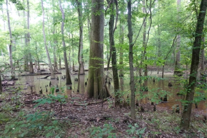 I guess the "knees" are the top of that root system.