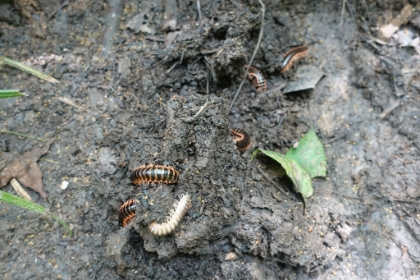 These black and orange caterpillar things are everywhere.