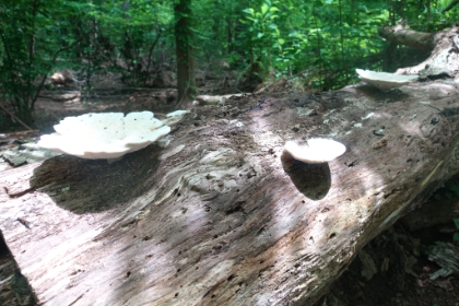 Interesting mushrooms growing right out of the downed trees.