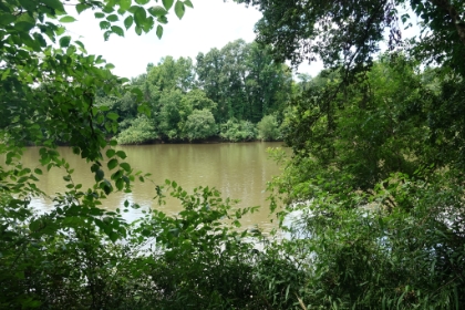 Made it to the Congaree River. You have to whack your way through the jungle to get out to the shoreline.