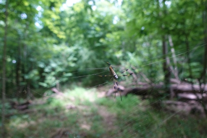 By FAR the most challenging part of the hike was the spiders. The webs were strewn across the trail almost constantly. I walked straight through hundreds of spider webs. After face planting through enough of them, I started using a stick to swing constantly in front of me. It helped some, but not much. By the end of the hike, I was convered head-to-toe in spider web strands. Evidently these guys are Golden Orb Weavers. They're not native to the area, but are taking it over. And this is evidently their prime season. The ones I saw got up to about 3 or 4 inches long. The ranger said they can get full hand size.