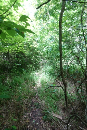 As soon as you get past the river, the trail goes from overgrown to ridiculous. I feel like Indiana Jones whacking my way through the jungle.