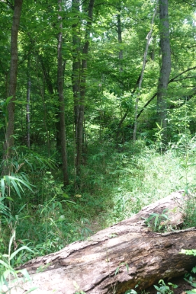It's slow going, definitely didn't have to worry about running today. There's head high bushes of Poison Oak through here as well.
