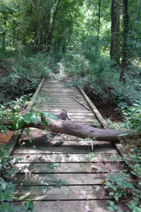 Even the bridges are overgrown and have treefall.
