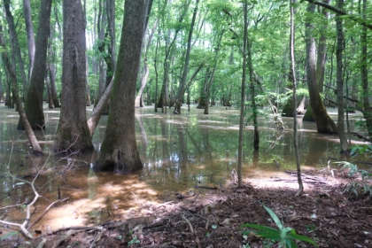 The ground is so flat, there's places where it almost feels like you're standing below water level.