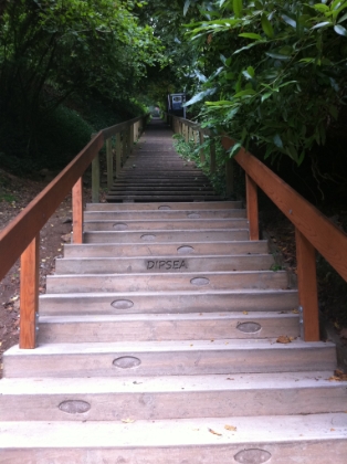 First flight of the Dipsea stairs, currently being renovated and closed about halfway up. Brings back memories. A little different than when there are 1,500 people cramming through here on race day.