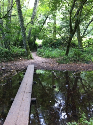 Entering Muir Woods. Green, green, green. And it's late summer.