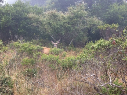 A big deer posing for the camera. Definitely don't get to see this on race day.
