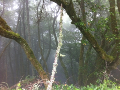 The area known as the "rain forest". The fog is so thick for much of the year that it actually rains under the canopy from the heavy moisture in the trees. I definitely didn't appreciate it on race day. Now, there's not a single human around, and I can stop and soak it all in, literally.