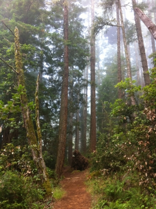 This is why I run trails.