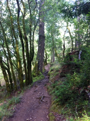 Amazing single-track.