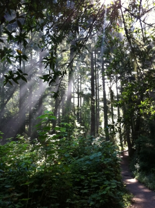 The sun is starting to break through the fog making for some amazing lighting.