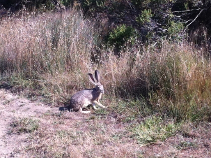 Quite possibly the biggest rabbit I have ever seen.