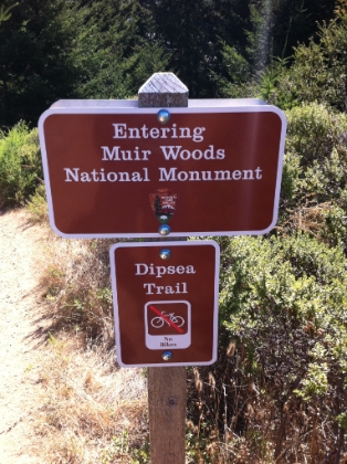 Muir Woods. If you saw the recent Planet of the Apes movie, you'll know that there are hundreds of hyper-intelligent chimpanzees living in this forest. And no bikes on the Dipsea Trail. Yes!