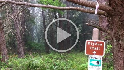 Turn the volume up and you can hear the "rain" in the rainforest, which is really the trees heavily dripping from the persistent, dense fog.
