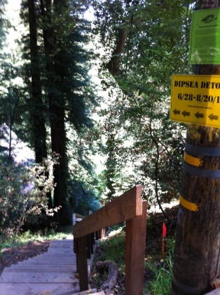 Temporary detour while the first flight is closed.