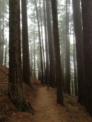 Into the redwood forest. Single track doesn't get much better than this.