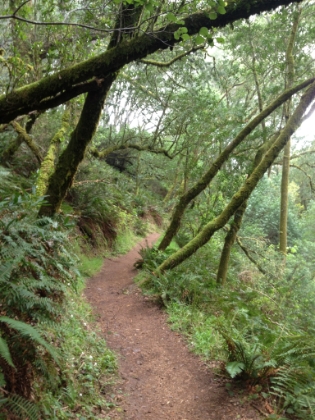 Back and forth between the redwoods and the rain forest. Amazing terrain and foliage.