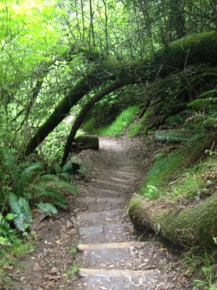 This picture definitely doesn't convey just how steep these steps are. They wind down through the amazingly green foliage in a 1,200' mile.