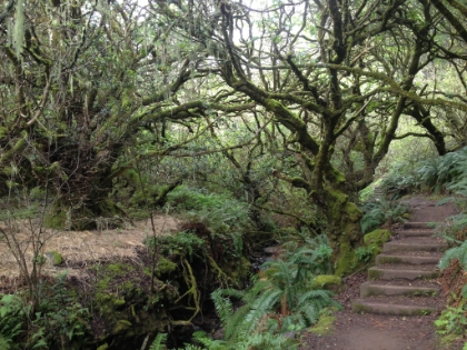 Time to head back now. The forest looks like it's out of a movie. I have to make good time to get back to my hotel in SF before they kick me out.