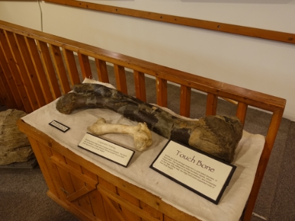 The thigh bone of a Hadrosaurid (duck billed dinosaur) that you can actually touch.