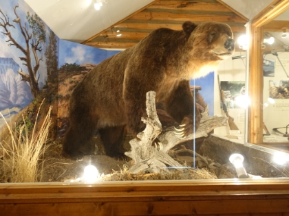 A big, old male grizzly bear.