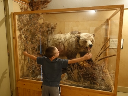 A smaller, younger, female grizzly.