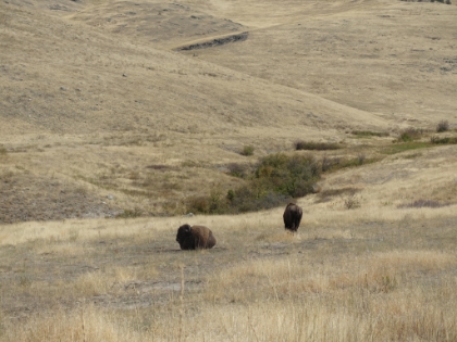 Driving the loop around the range feels exactly like Jurassic Park, waiting for the animals to appear. We finally start seeing some bison.