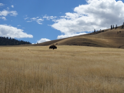 A great bison profile.