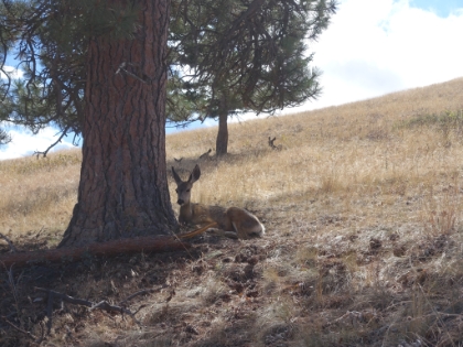 Our first deer sighting.