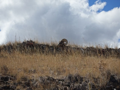 A great pair of horns on this bighorn sheep.