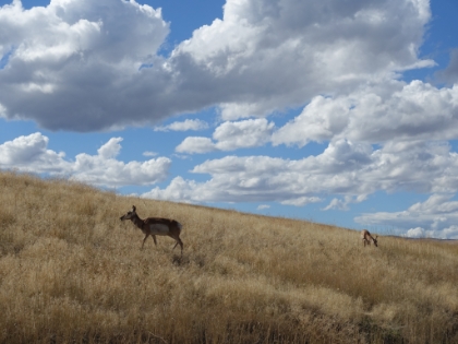 A pair of Pronghorn Antelope.
