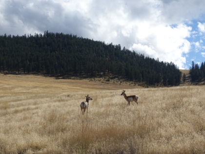 Some more antelope. I love the striped necks.