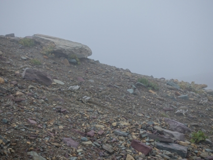 Very hard to see here because of their excellent camoflauge, but there are six Ptarnigans here. They're a relatively rare bird that makes their home in this area.