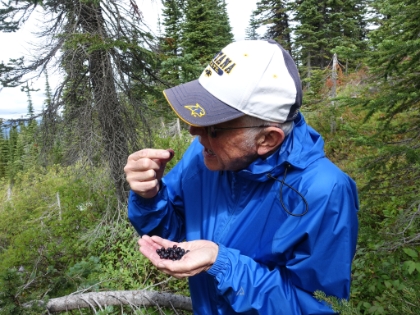 Dad with a handful of huckleberries right off the bush.