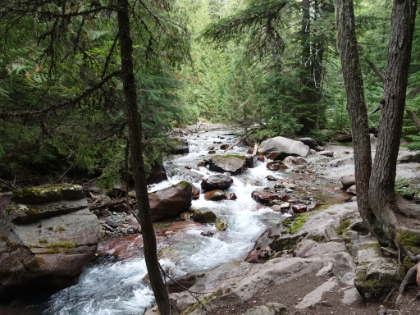 Now this is my kind of trail. Fantastic, dense forest.