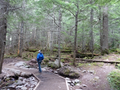 Mossy ground cover, very reminiscent of the Olympic Pennisula.