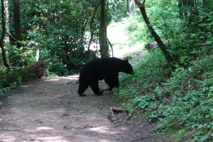 Shortly thereafter, I had my closest encounter ever with a black bear. He was eating right alongside the trail. Since the trail was quite wide, I decided to see if I could pass on the far right edge of the trail. As soon as I got close (maybe 20ft), the bear made this really loud "humph" sound and actually started a fake charge at me (1-2 steps full speed). I quickly backed-up without turning around. He went back to eating, and then soon walked across the trails and off into the woods. Definitely got my adrenaline going!