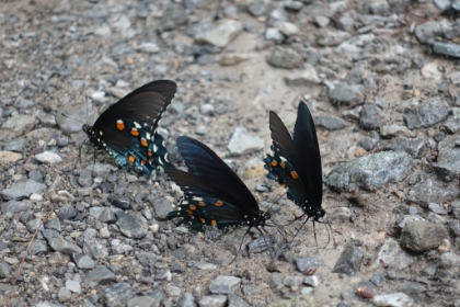 There were butterflies everywhere as I approached the trailhead.