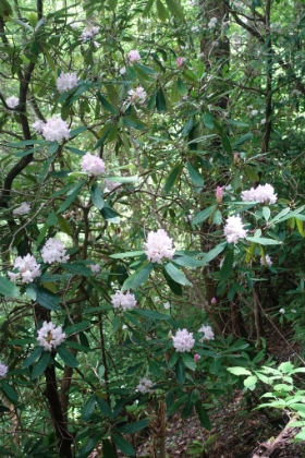 And blooming rhodondendrons.